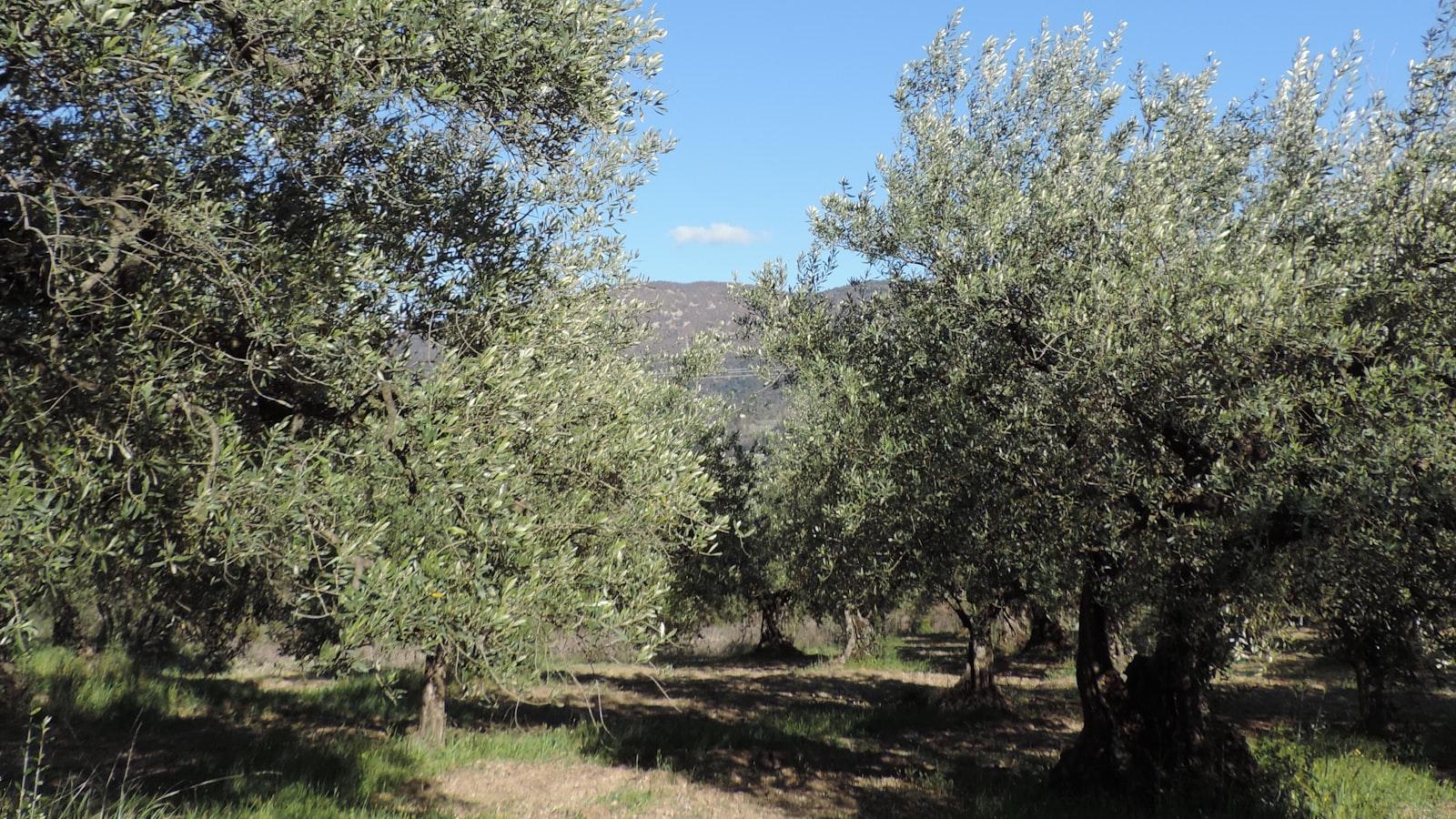Quelle différence ‍entre ⁣une huile d'olive bio‍ et non bio ⁤?